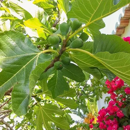 Casa Do Алвор